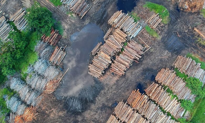 deforestation paragraph